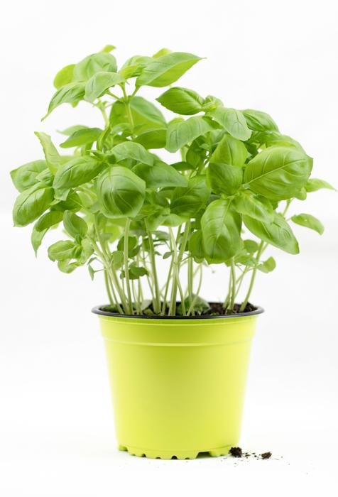 Basil Bush Pot