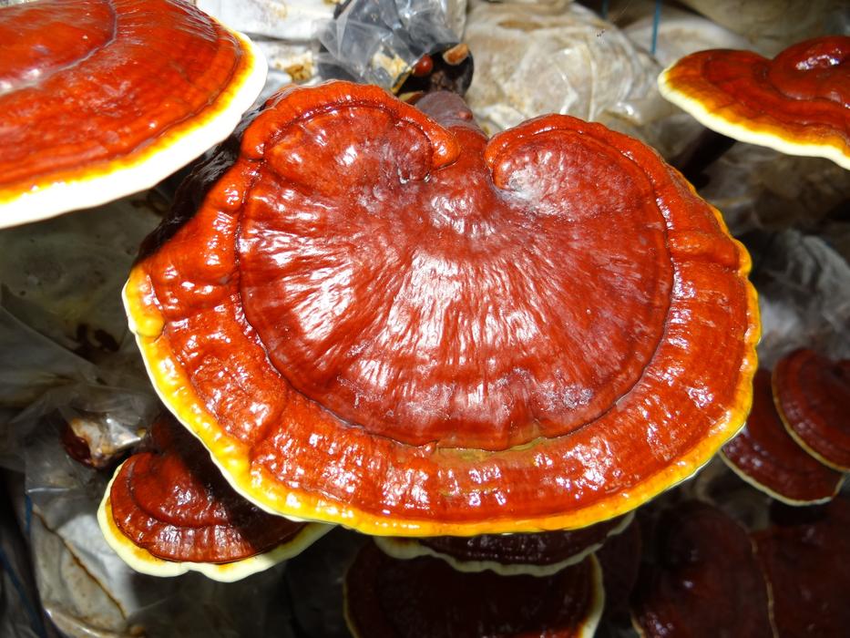 mushrooms on a tree