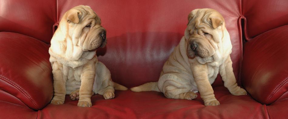 incredible Mounting Dog