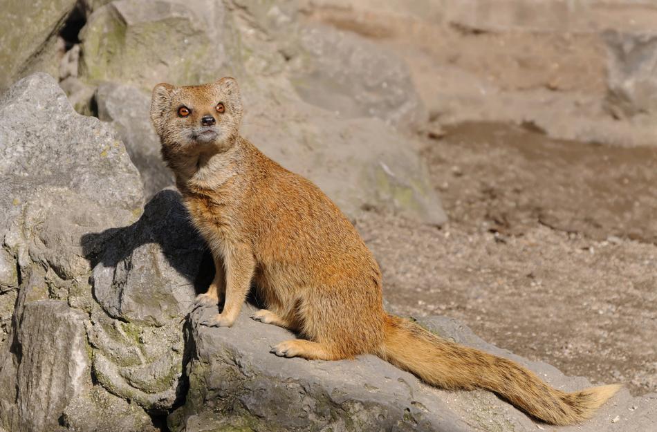 red long-tailed Animal on rock, Mongoose