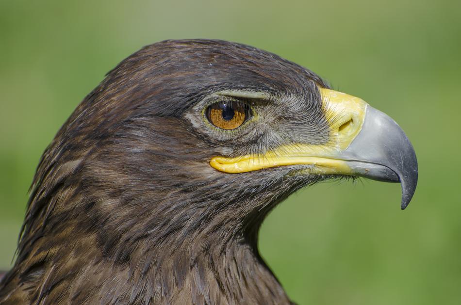 incredible Adler face