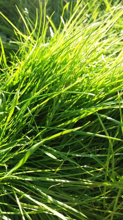 stomping green grass