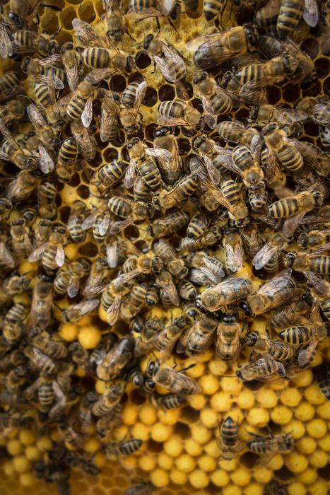 wasps on honeycomb