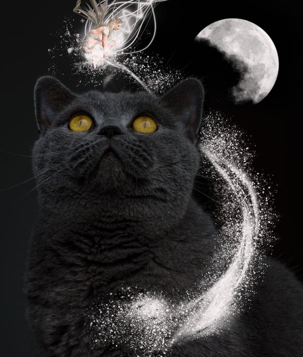 magical cat in the moons art