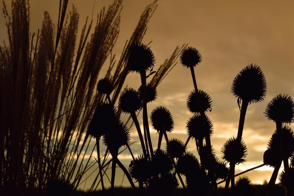 Morgenrot Morgenstimmung Grasses