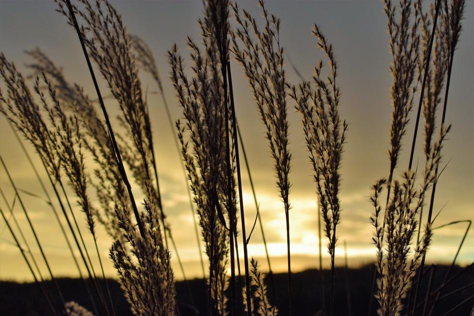 Morgenrot Morgenstimmung Grasses