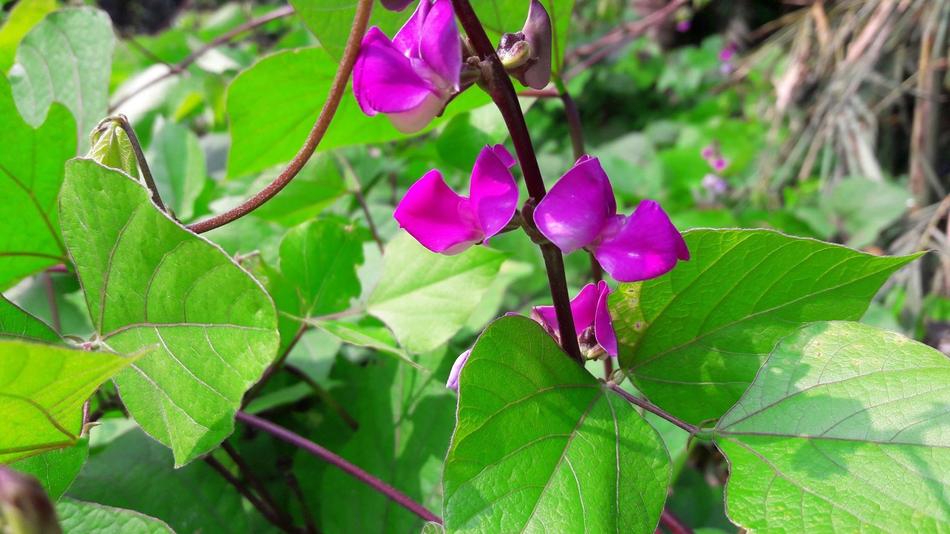 Bangladeshi Bean Flowers in garden