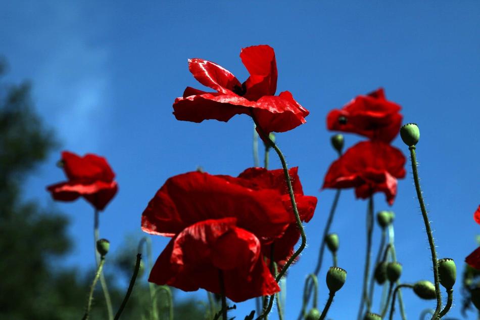 Poppy Flowers Puppy