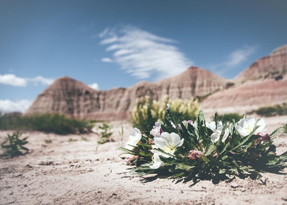 Bloom Blossom Desert