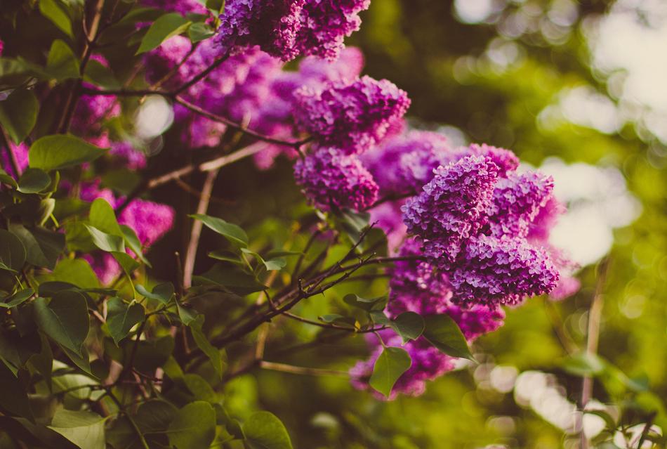 Beautiful Blooming Blossom