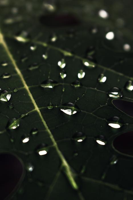 wet leaves in raindrops