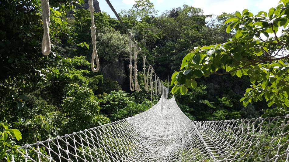 Bridge Forest Hanging