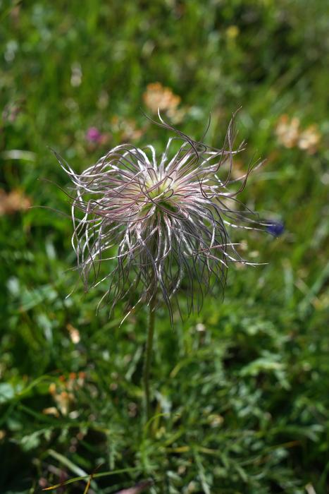 Alpine Pasqueflower Faded