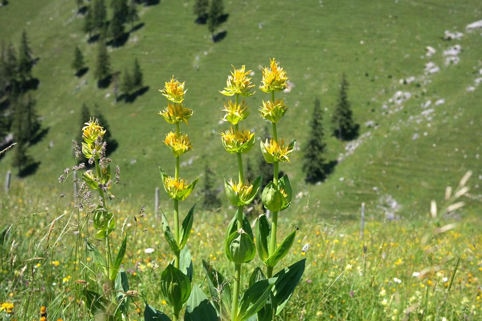 Yellow Gentian Blossom Bloom