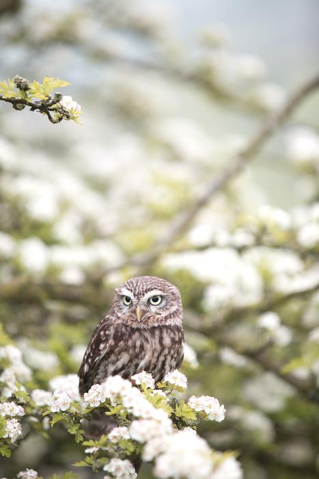 owl on the flowering tree