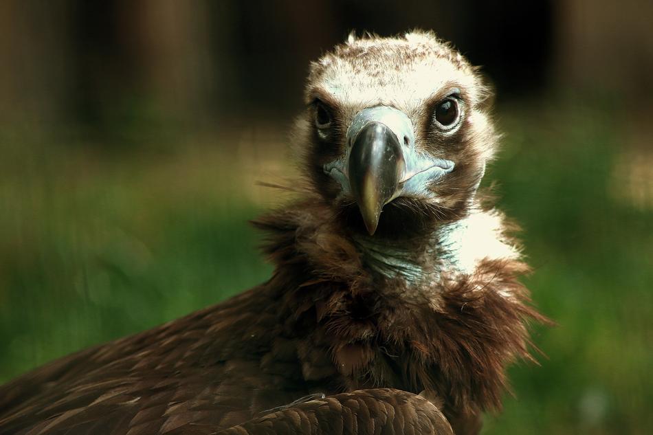 wild bird on the grass
