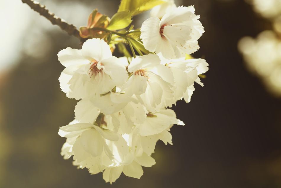 Bloom Blossom Close-Up