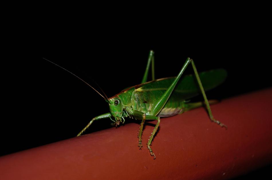 Grasshopper Tettigonia