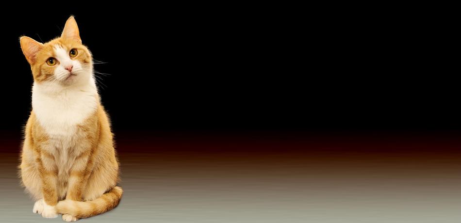 Cat Background Image