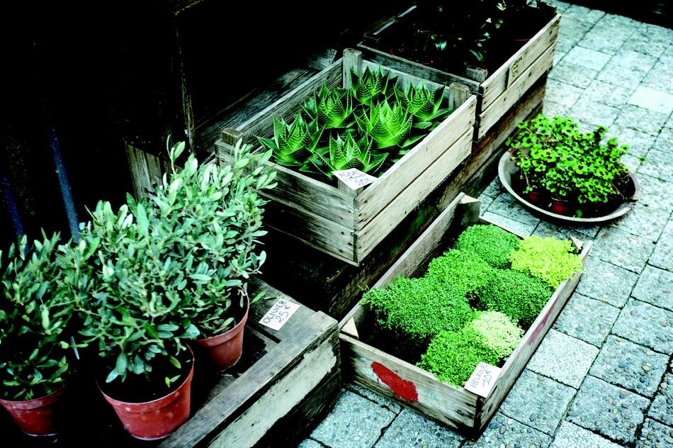 green plants in pots by the house