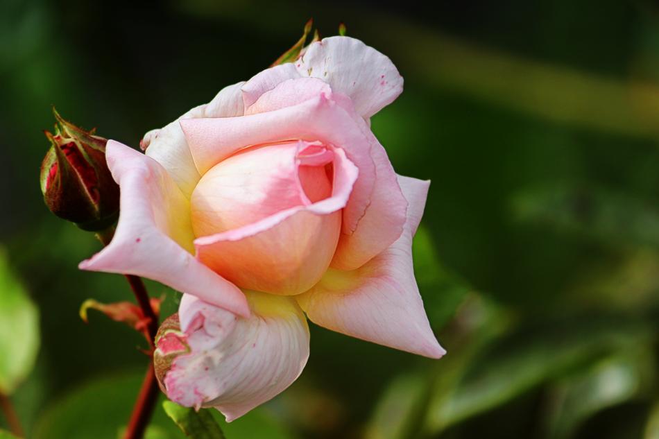 Rose Pink Blossom macro