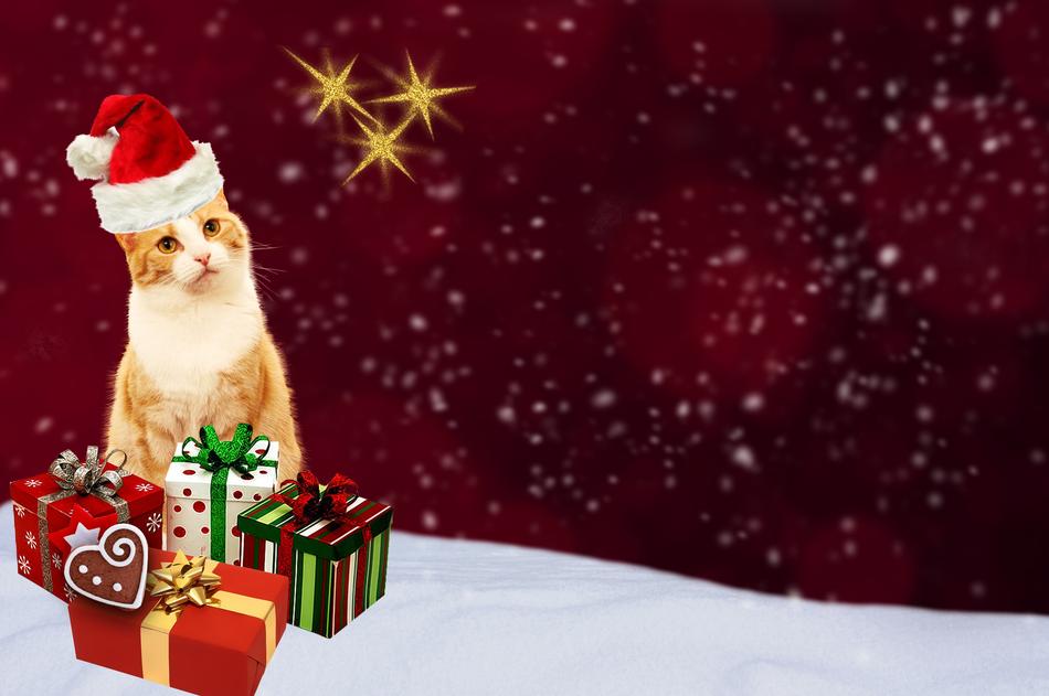 wallpaper with Christmas cat