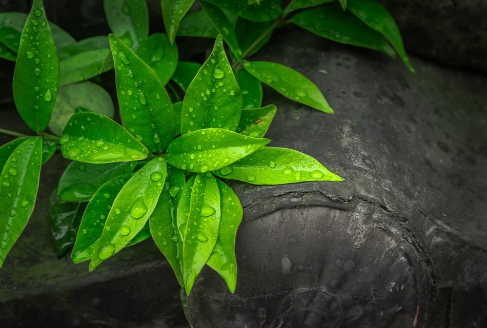 Tea leaves under drops of water
