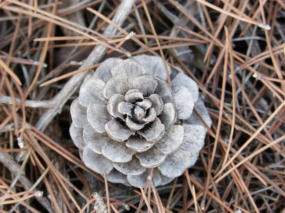 Pine cone Forest Plant