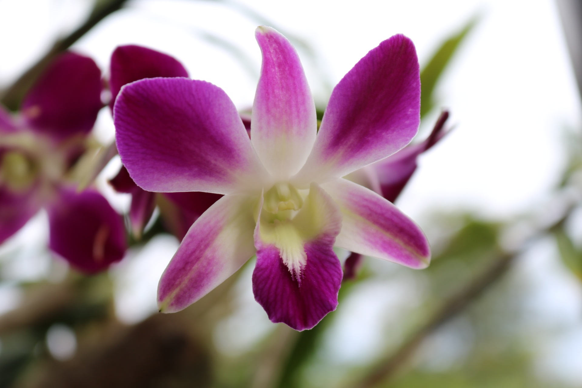 Орхидея Королевский пурпурный
