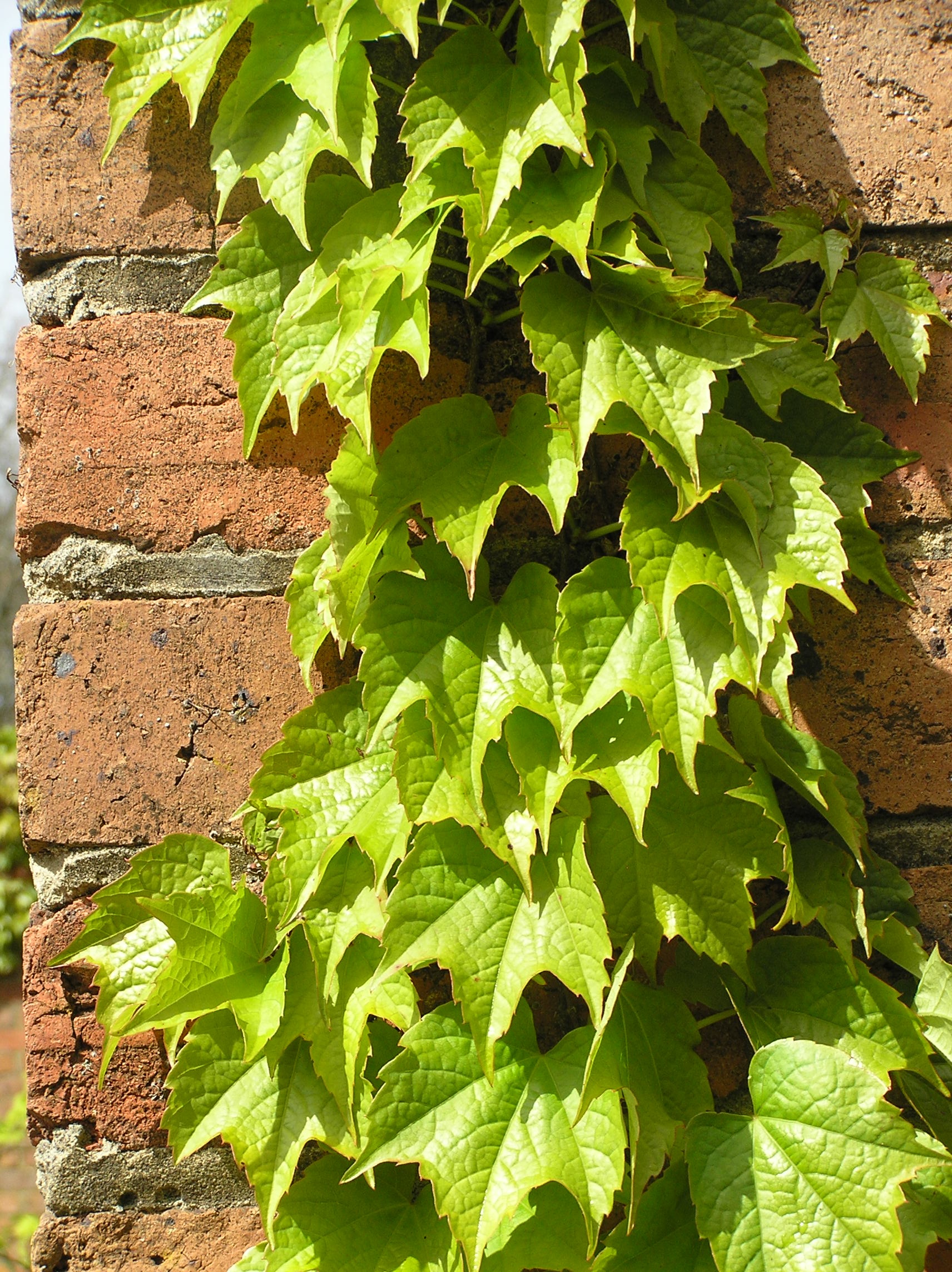 Blooming leaves on the wall free image download