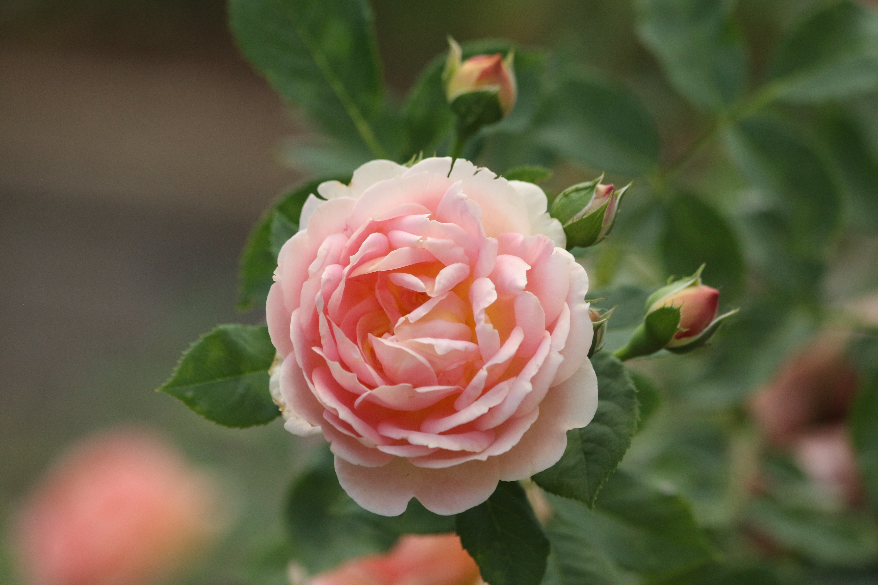 Green Pink роза