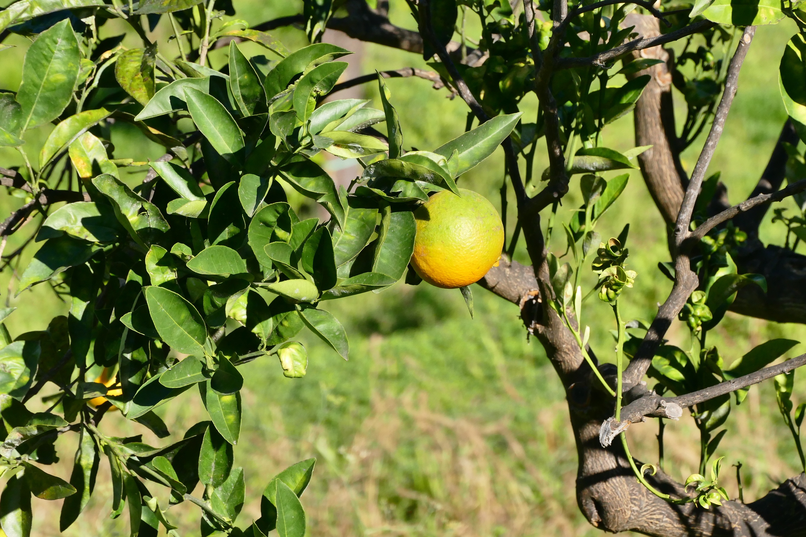 Sicily Lemon free image download