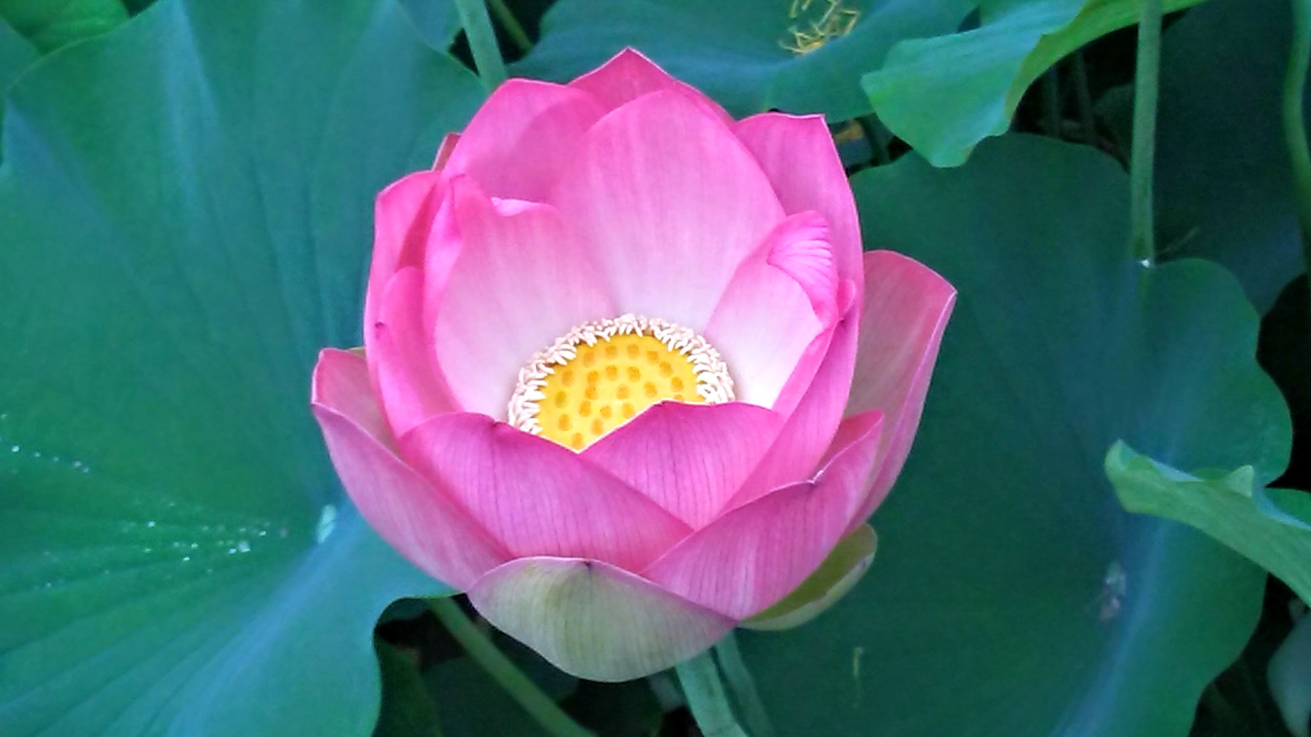 Echo Park Lotus free image download