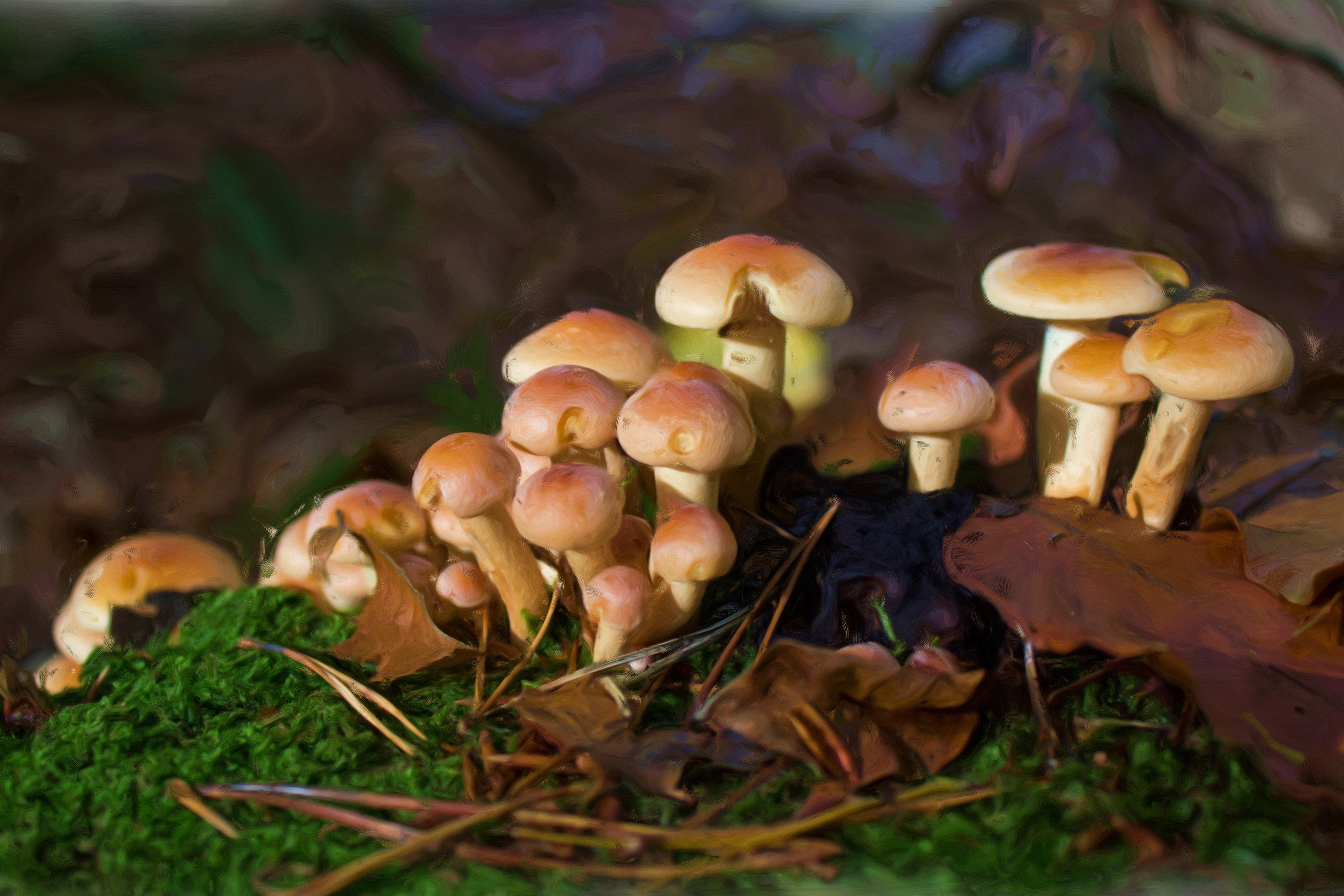Грибы царство грибов