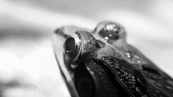 head of frog, macro, black and white
