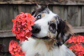 Colorful and cute dog with beautiful eyes and red flowers