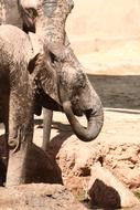 Elephant Angola Zoo