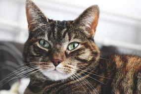 wonderful Cat Pet eye