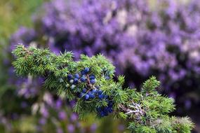 Blossom Depth Of Field