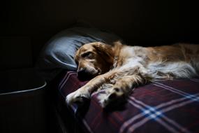 Adorable Animal on Bed