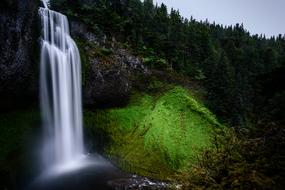 Forest Landscape Moss