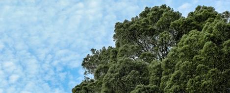 Nature Outdoors Panoramic