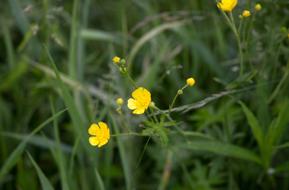 yellow little flowers in the grass