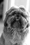 black and white picture of Shih Tzu