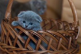 smoky kittens in wicker basket