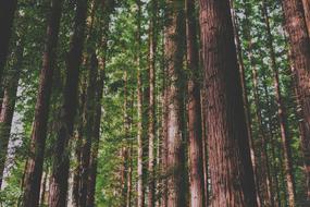 Bark Forest Leaves