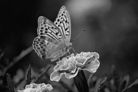 gorgeous Butterfly Black And White