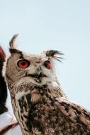 spotted owl with red eyes