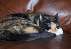 spotted cat on a brown sofa