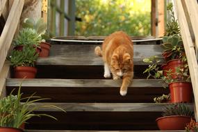 Cat Walking on Stairs